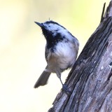DSC_4401b.jpg