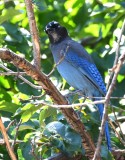 DSC_4470b.jpg