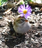 DSC_4608b.jpg