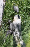 DSC_4658b.jpg