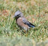DSC_4741b.jpg