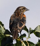 DSC_4883b.jpg