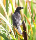DSC_4924b.jpg