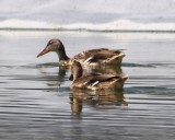DSC_4968b.jpg