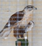 DSC_5158b.jpg