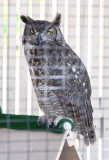 DSC_5161b.jpg