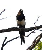 DSC_5194b.jpg
