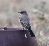 DSC_5368b.jpg