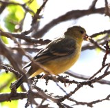 DSC_5633b.jpg