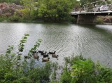 IMG_7119b.jpg