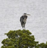DSC_6120b.jpg
