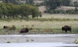 DSC_6134b.jpg