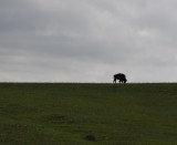 DSC_6233b.jpg