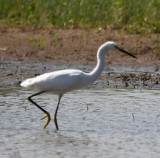 DSC_6473b.jpg