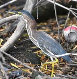 DSC_6592b.jpg