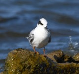 DSC_6628b.jpg