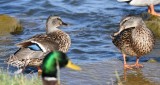 DSC_6640b.jpg