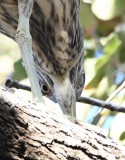 DSC_6664b.jpg