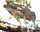 DSC_6696b.jpg