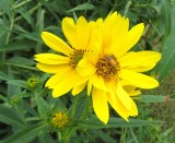IMG_7171b.jpg