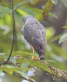 DSC_4616b.jpg