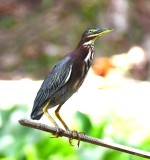 DSC_4679b.jpg
