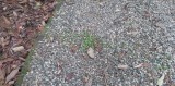 IMG_8166b.jpg