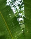 IMG_8179b.jpg