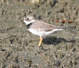 DSC_8504b.jpg