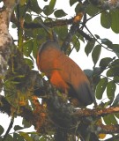 DSC_8558b.jpg