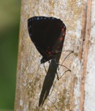 DSC_8827b.jpg