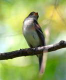 DSC_6835b.jpg