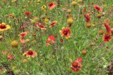 IMG_0756b.jpg