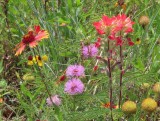 IMG_0765b.jpg