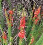 IMG_0785b.jpg