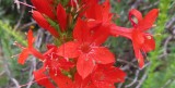 IMG_0789b.jpg