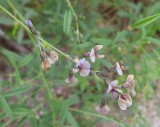 IMG_0830b.jpg