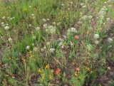 IMG_0926b.jpg