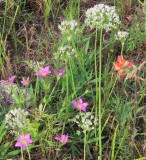 IMG_0927b.jpg