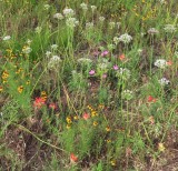 IMG_0930b.jpg