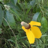 IMG_0980b.jpg