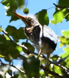 DSC_8010b.jpg