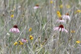 DSC_6979b.jpg