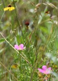 DSC_7017b.jpg