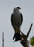 DSC_7037b.jpg