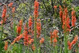 DSC_7054b.jpg