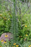DSC_7079b.jpg