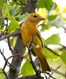 DSC_7106b.jpg