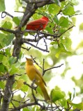 DSC_7127b.jpg
