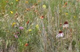 DSC_7196b.jpg
